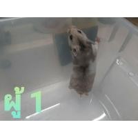 ราคา หนูแฮมเตอร์ไจแอนท์ ใครสนใจทักคุยกันก่อนครับ (360515891)