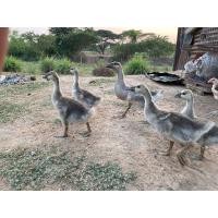 ราคา ลูกห่านจีน (360908525)