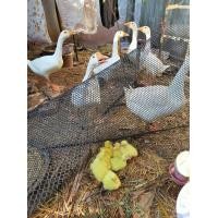 ราคา ห่านจีนขาว (360902134)