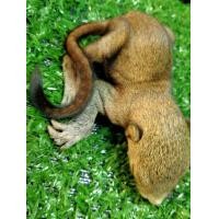 ราคา กระรอก​ดงเพชร​ตัวละ​450บาทสนใจ​ส่ง​ใ​ห้คุณ​ไ​ด้ทุก​จังหวัด​นะคะ​ (360882651)