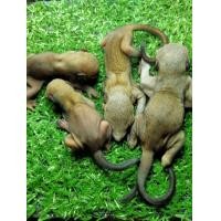 ราคา ขายเหมากระรอก​ดงเพชร​4ตัว700บาท (360882633)