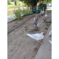 ราคา ห่านจีน เป็ดบาบารี (360868074)