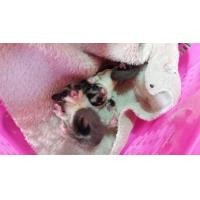 ราคา ขายชูก้าไกรเดอร์ (359071256)