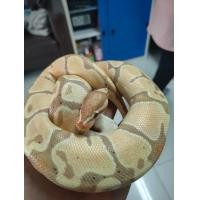 ราคา งู Ball Python (360915180)