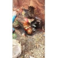 ราคา ไก่แจ้เบญจรงค์​พร้อมไข่ (360919594)