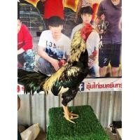 ราคา แบ่งทำพ่อไก่พม่าม้าล่อสั้นสลับยาว หูตา วงแดง คมๆ (359448345)