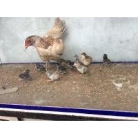 ราคา ลูกไก่พม่า (360915261)