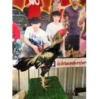 ราคา พ่อไก่ชนพม่า เชิงโยกถอด เบอร์แข้งแรงๆ (359447705)