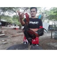 ราคา พม่าลีลา (360910129)