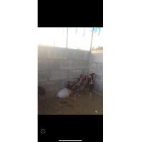 ราคา ไก่ชน พม่า (360909324)