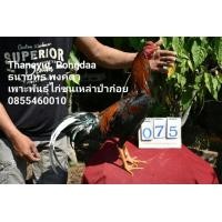ราคา ไก่ชนก๋อยมีคลิป (360902820)
