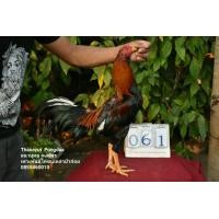 ราคา ไก่ชนป่าก๋อยร้อย (360902798)
