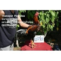 ราคา ไก่ชนเหล่าป่าก๋อยร้อย มีคลิป (360902721)