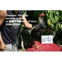 ราคา ไก่ชนเหล่าป่าก๋อยร้อย (360902702)