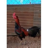 ราคา เจ้าเเจ้ ไก่ชนพม่า คัดแล้ว ผ่าน ลีลาเชิงดี ล่อตบ ดักตีหูตาล้วนๆ รอยสวย 2.6-7 (360900586)