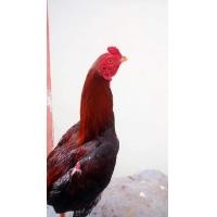 ราคา ไก่ชนพม่าตีตา (360898921)