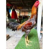 ราคา ก๋อยตราดพนัสง่อน จอมแทงข้อหัวสลับซอก ปากไวเชิงสนิท (360899836)