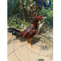 ราคา เยียรง่อนคัดผ่าน (360889996)