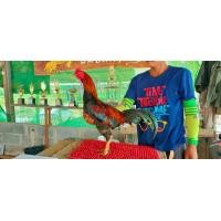 ราคา ไก่ชนแพงพม่าลีลาแข้งหน้าคมแม่นตีก๋อยเชิงได้ (360887550)