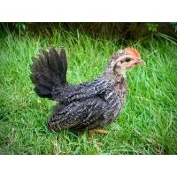 ราคา ไก่แจ้ เบญจรงค์ (360888372)