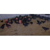 ราคา ไก่ประดู่หางดำ (360884662)