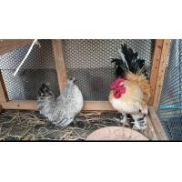 ราคา ขายลูกไก่แจ้สวยงาม ตัวนี้พ่อแม่มัน (360885146)