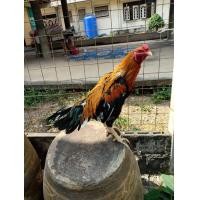 ราคา ไก่เหลืองหางขาว (360884902)