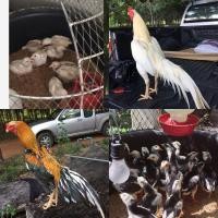 ราคา ลูกไก่ชี และ เหลืองหางขาว (360883165)