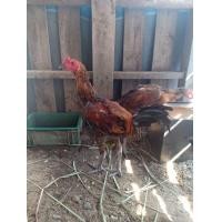 ราคา พม่าแข้งหน้า (360877154)