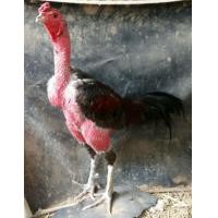 ราคา เปิดจองลูกไก่ไซง่อนร้อย (360877091)