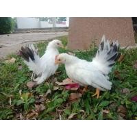 ราคา ไก่แจ้ขาวหางดำ1คู่ (360876420)