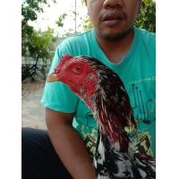 ราคา พม่าลีลา สาย แจ้นินจา รอย 2.5-2.6 ตัวละ 1300 (360876433)