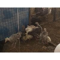 ราคา ขายลูกไก่งวง (360875002)