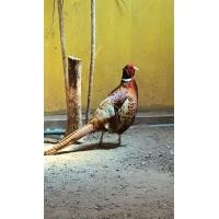 ราคา ไก่ฟ้าคอแหวนแดง (360874545)