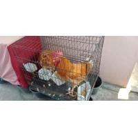 ราคา ขายไก่เบตงพันธุ์แท้จากจังหวัดยะลาตัวโตเต็มวัย (360874328)