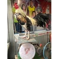 ราคา ไก่ชนพม่าง่อนม้าล่อ (360377725)