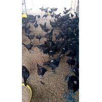 ราคา ไก่ประดู่หางดำ (360873412)