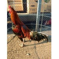 ราคา ไก่พม่า เเข้งหน้ามี ตีหูตีตา เชิงก็มี (360873545)