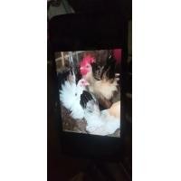 ราคา ไก่แจ้ญี่ปุ่นพันธุ์เตี้ย (359437032)