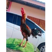 ราคา พม่าง่อน (360869316)