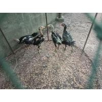 ราคา แบ่งขายลูกไก่อายุ3เดือนพม่าป่าก๋อย ผู้2 เมีย2 ตัวละ500 (360864221)