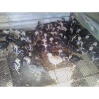 ราคา แบ่งไก่ก๋อยตราดง่อนหัวบน (360863921)