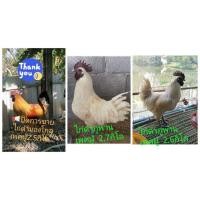 ราคา พ่อพันธุ์ไก่ดำภูพาน​ มีให้เลือก2ตัว​ น้ำหนัก​ 2.6-2.7kg (360862356)