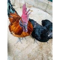 ราคา ไก่ดำภูพาน ไก่ดำมองโกล (360861057)