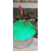 ราคา ไก่ชน ไซง่อน (360860883)