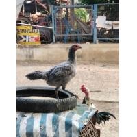 ราคา ไก่สาวพร้อมไข่พม่าใต้หวันง่อน (360860071)