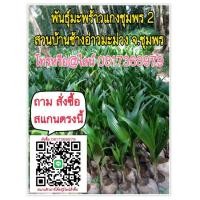 ราคา ขายพันธุ์มะพร้าวแกงชุมพร2 (มือหนึ่ง) (360909698)