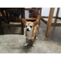 ราคา ชิวาว่าขนสั้นอายุ 6 เดือน (มือสอง) (360921664)