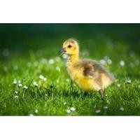 ราคา ลูกห่านสายพันธุ์จีน ราคาคนละครึ่ง (มือหนึ่ง) (360912732)