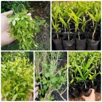 ราคา ต้นกล้าผักหวานป่า (มือหนึ่ง) (360422364)